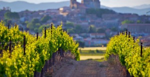 Visite de vignobles de la Vallée du Rhône avec un guide sommelier