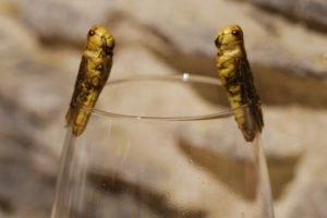 Dégustation insolite : des insectes sur vos événements professionnels à Lyon