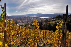 Sortie dans les vignes pour visiter les vignobles au sud de lyon, la vallée du Rhône