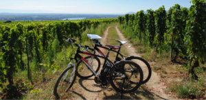 Ballade en vélos électriques dans les vignobles du beaujolais avec l'équipe IDEGO