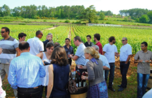 faites découvrir à vos équipes les domaines viticoles de Bourgognes avec dégustation dans les vignes