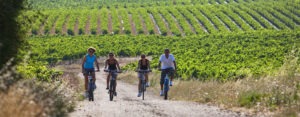 activité vélo dans les vignes pour entreprise et groupe