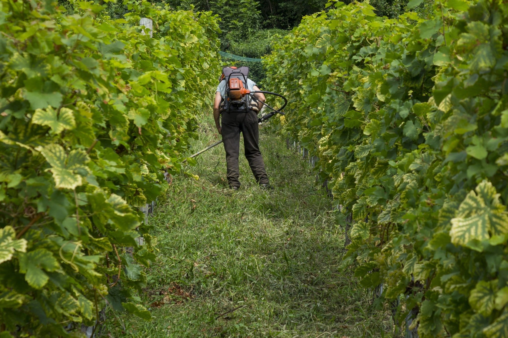viticulteur qui s'occupe des vignes
